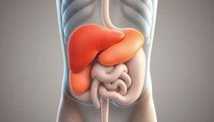 Visual representation of visceral fat surrounding key internal organs within the human body.